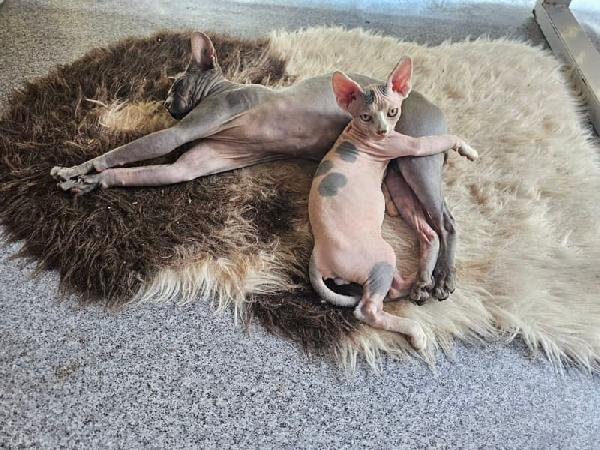 Gattini Sphynx selezionati - media 4